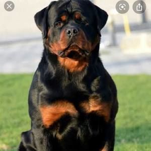 Meet your Posher, Cameron